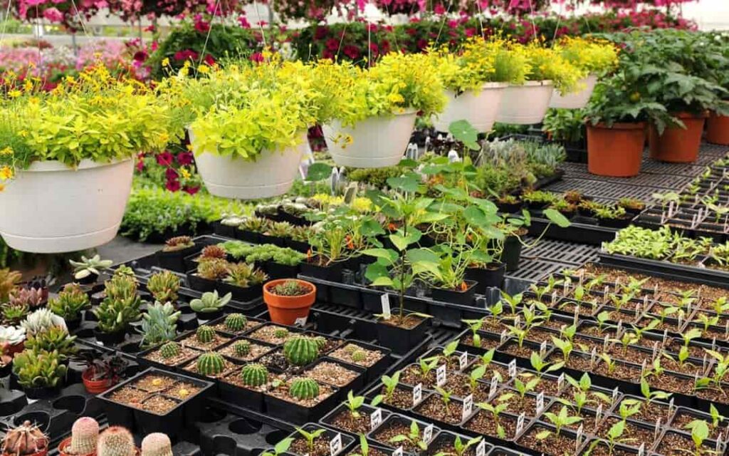 Can Plant Nurseries Help with Gardening Advice